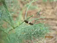 caterpillar black swallowtail